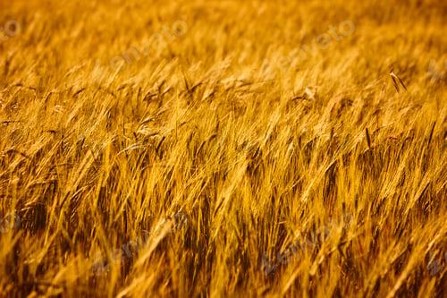 Preview: Wheat field plantation spikes detail. Harvest season. Agricultural industry