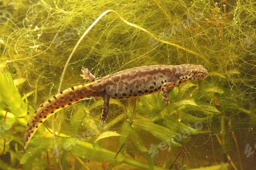 Preview: Closeup shot of an aquatic female alpine salamander, Ichthyosaura alpestris veluchiensis in water