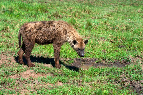 Preview: Spotted hyena