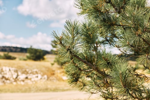 Preview: Solitary pine tree standing tall in the middle of a rustic field with a dirt road leading to the