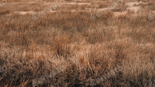 Preview: Texture of reeds on a swamp
