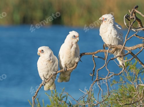 Preview: Three Little Corellas on a Branch