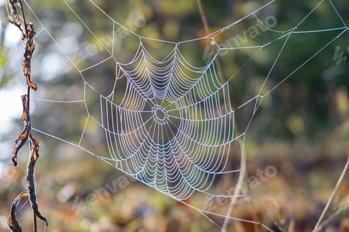 Preview: Spider net outdoors on sunny summer or autumn day. Natural wild life