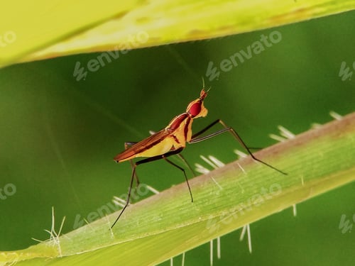 Preview: Telostylinus angusticollis