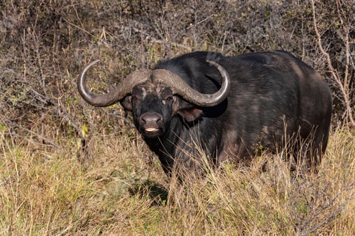Preview: Buffalo - Okavango Delta - Botswana