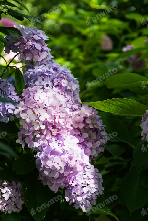 Preview: Hydrangea Flowers in the Garden