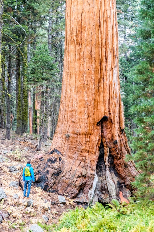 Preview: Tourist With Backpack Hiking In Sequoia National Park. California, United States.