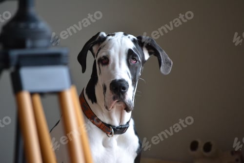 Preview: Handsome harlequin great dane dog portrait