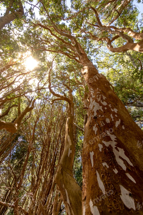 Preview: Chilean Myrtle tree at Arrayanes National Park - Villa La Angostura, Patagonia, Argentina