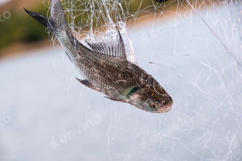 Preview: Fresh fish in a fishing nets.