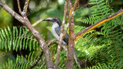 Preview: Sri Lanka grey hornbill perched on a tree branch in the Sinharaja Forest Reserve.