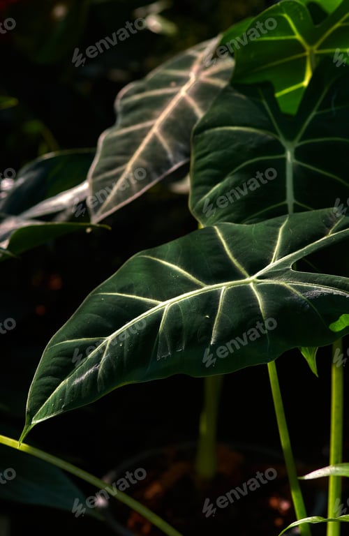 Preview: The green leaves of plant in the rainforest