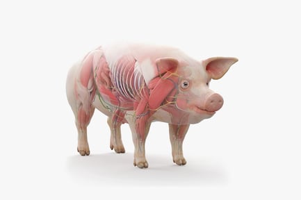 Visualização: Anatomia detalhada do porco macho