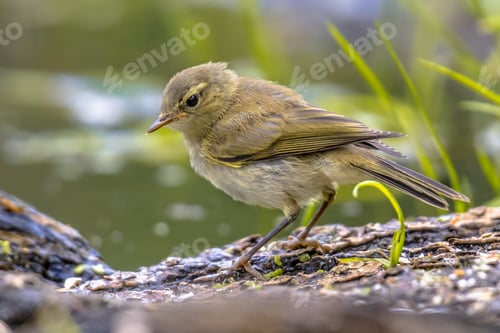 Preview: Common chiffchaff in bright colors
