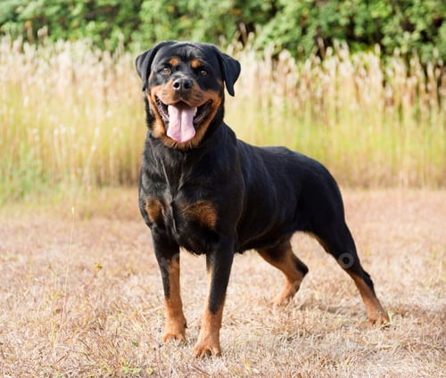 Preview: young rottweiler in nature