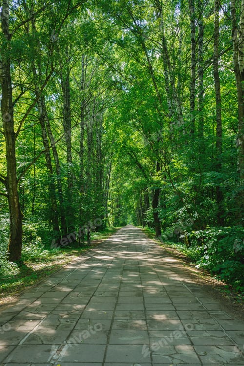 Preview: valley in summer green forest