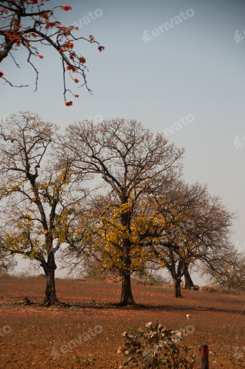 Preview: Mahua Madhuca longifolia Tree in the Forest