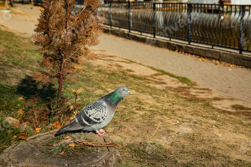 Preview: Pigeon on a stump in a local autumn park