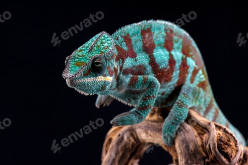 Preview: panther chameleon isolated on black background