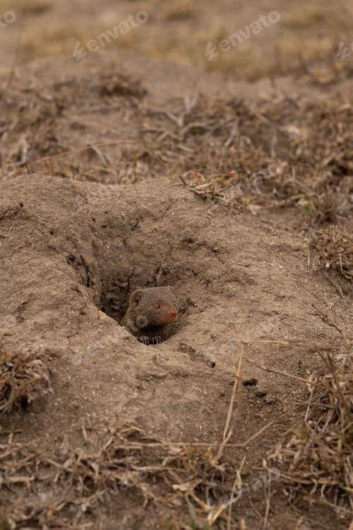 Preview: Dwarf mongoose, Helogale parvula, peaking out from den.