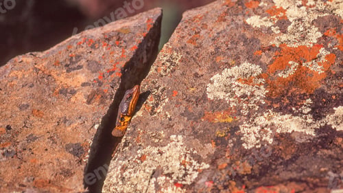 Preview: A Lizard at The Valley of Desolation