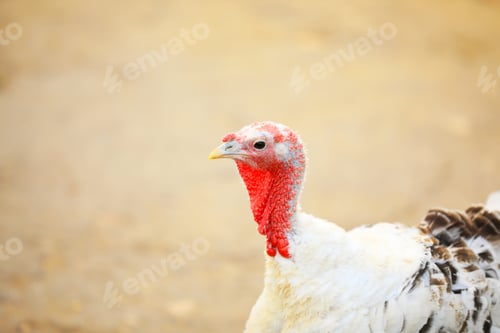 Preview: Domestic turkey with white feathers outdoors, closeup. Poultry farming