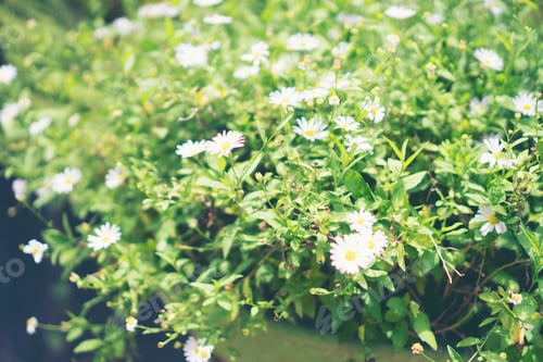 Preview: flower in the garden, tropical park