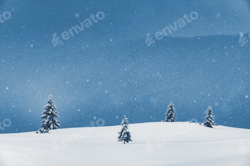 Preview: Amazing landscape with a snowy fir-trees in a winter field