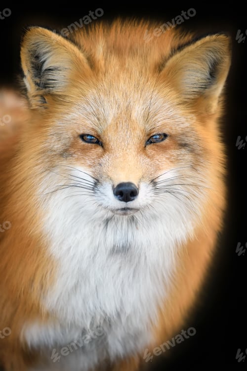 Preview: Portrait Red Fox, Vulpes vulpes, beautiful animal on black background