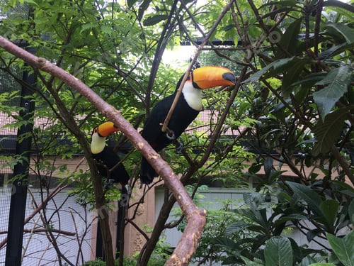 Preview: Toucans at the zoo