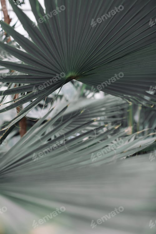 Preview: nature