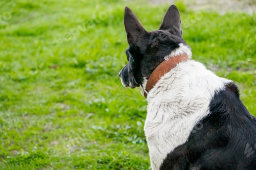 Preview: Domestic dog looks into distance. The pet is resting in nature and lies on spring grass.