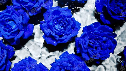 Preview: Amazing blue roses flowers on water under rain drops. Floral romantic background