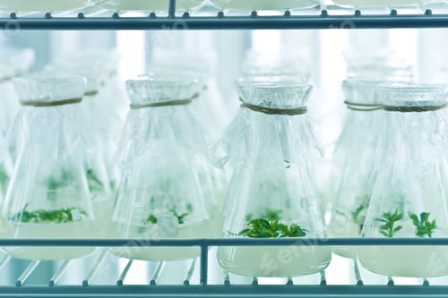 Preview: Closeup of laboratory conical flasks with green plant samples covered with plastic wrap.