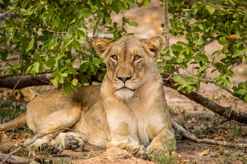 Vista previa: Starring Lioness laying in the grass.