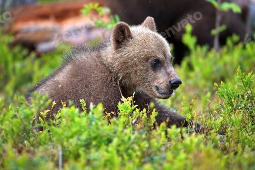 Preview: Green forest with grizzly bear cubs in Finland during daylight
