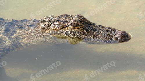 Preview: Crocodile navigating its way through a shallow swamp