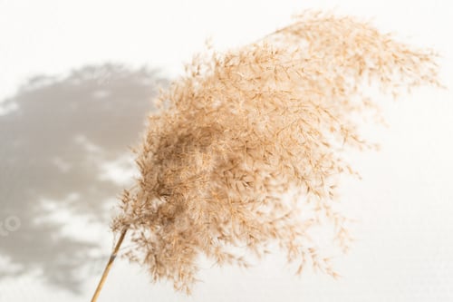 Preview: Dried Reed on White Background.