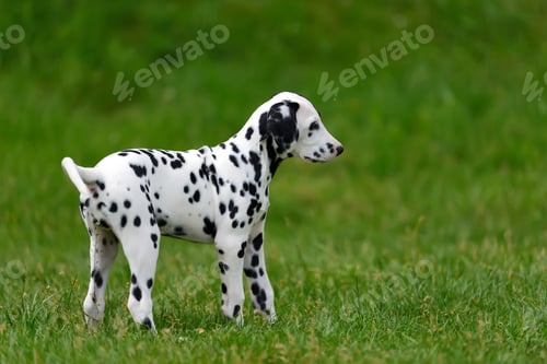 Preview: Dalmatian dog outdoors in summer