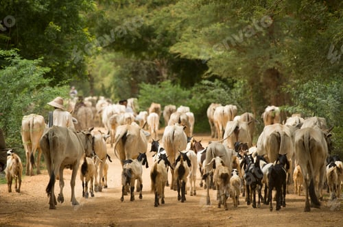 Preview: Goat and Cattle herding, Bagan, Myanmar