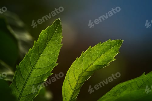 Preview: Close-up view of the green leaf with backlit