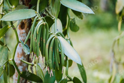 Preview: Closeup of vanilla plant green pod on plantation. Agriculture in tropical climate