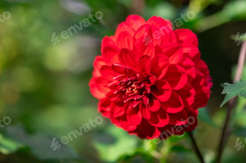 Preview: Beautiful dahlia flower over blurred green background. Macro photo of red dahlia flower