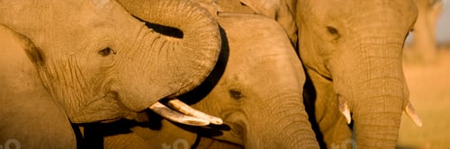 Preview: elephant calf