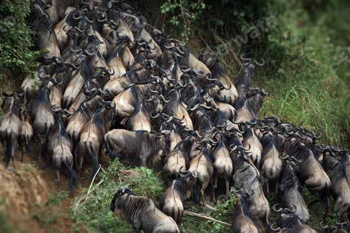 Preview: Herd of buffalos in Masai Mara, Kenya