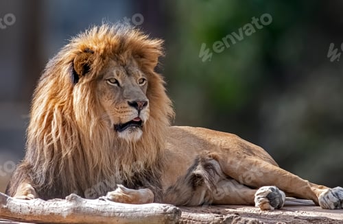 Preview: Selective focus shot of the Southwest African lion sitting and looking like a king of animals