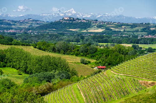 Preview: Vineyards of Langhe, Piedmont, Italy at May