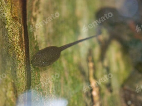 Preview: Tadpole swimming in a pond
