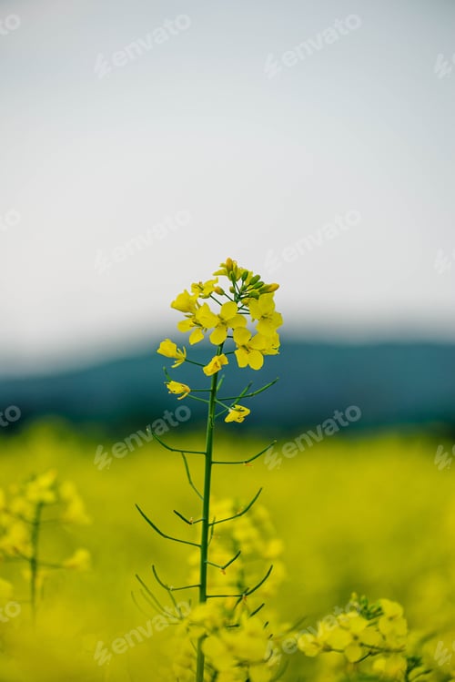 Preview: Vertical closeup shot of yellow flower of rape against a blurred rapeseed field