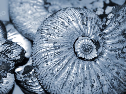 Preview: shell background